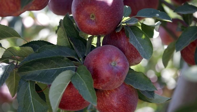 الزراعة تطلق الآلية التنفيذية لبرنامج الاعتمادية للتفاح