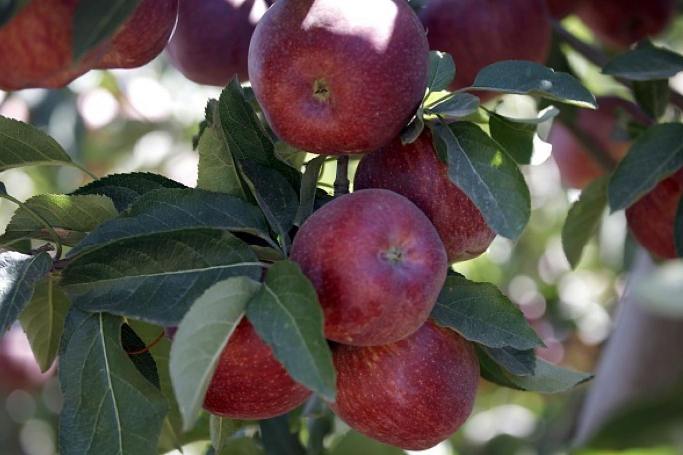 الزراعة تطلق الآلية التنفيذية لبرنامج الاعتمادية للتفاح